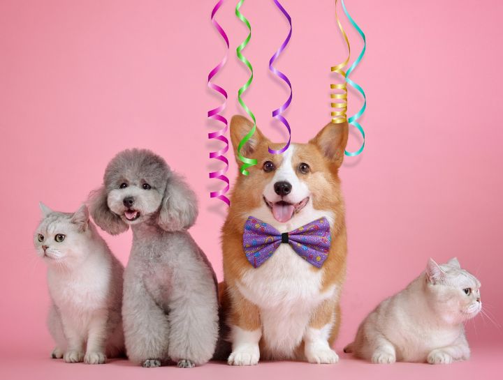 dog and cat with streamers